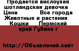 Продается вислоухая шотландская девочка › Цена ­ 8 500 - Все города Животные и растения » Кошки   . Пермский край,Губаха г.